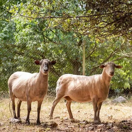 El Vilarot. La Casa De Piedra En La Naturaleza. *