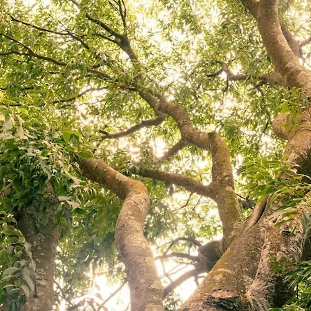 木屋 El Vilarot. La Casa De Piedra En La Naturaleza. *